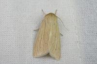 Mythimna pallens