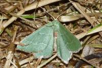 Hemithea aestivaria