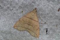 Herminia grisealis