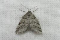 Tephronia lhommaria