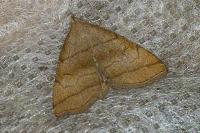 Herminia tarsicrinalis