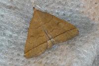 Herminia tarsipennalis