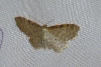 Idaea fuscovenosa
