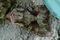 Lacanobia w-latinum