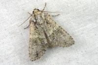 Craniophora ligustri