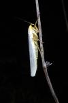 Eilema caniola