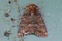 Oligia