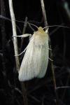 Mythimna pallens