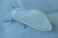 Leucoma salicis
