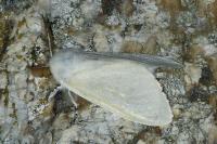 Leucoma salicis