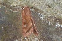 Lacanobia splendens