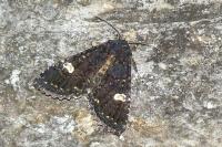 Melanchra persicariae