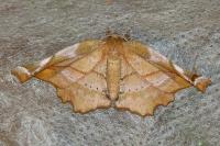 Apeira syringaria