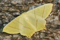 Ourapteryx sambucaria