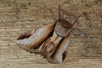 Pheosia gnoma