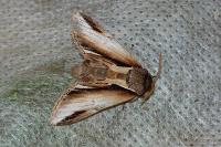 Pheosia gnoma