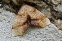 Plagodis dolabraria