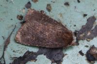 Rusina ferruginea