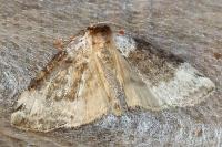 Tetheella fluctuosa