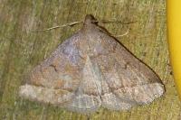 Zanclognatha lunalis