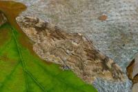 Alcis repandata