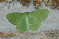 Geometra papilionaria