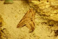Chesias rufata rufata