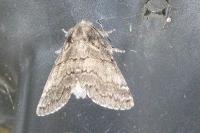 Gluphisia crenata