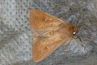 Mythimna albipuncta