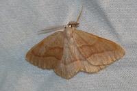 Hylaea fasciaria