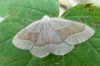 Hylaea fasciaria