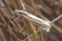 Ancylolomia tentaculella / disparalis
