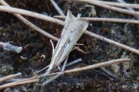 Agriphila geniculea