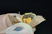 Noctua janthe