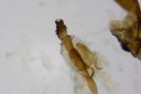 Phycitodes inquinatella