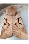 Orthosia gothica