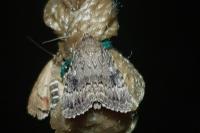 Amphipyra pyramidea