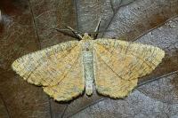 Angerona prunaria