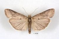 Megasis rippertella