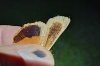 Noctua fimbriata