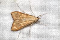 Antigastra catalaunalis