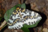 Abraxas grossulariata