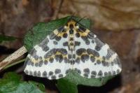 Abraxas grossulariata