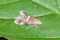 Acrobasis marmorea