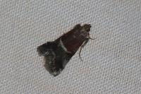 Acrobasis marmorea
