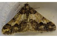 Agriopis leucophaearia