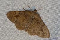 Alcis repandata