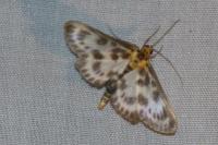 Anania hortulata