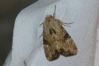 Apamea scolopacina