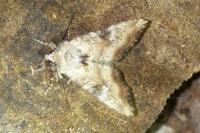 Apamea scolopacina